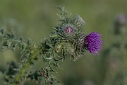 David Plant Photography - Wildlife Photography - Welted thistle - I