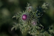 David Plant Photography - Wildlife Photography - Welted thistle - J