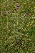 David Plant Photography - Wildlife Photography - Woolly thistle - A