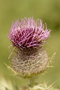 David Plant Photography - Wildlife Photography - Woolly thistle - D