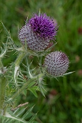 David Plant Photography - Wildlife Photography - Woolly thistle - E
