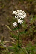 David Plant Photography - Wildlife Photography - Yarrow - A
