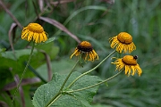 David Plant Photography - Wildlife Photography - Yellow oxeye, Telekia speciosa - A