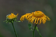David Plant Photography - Wildlife Photography - Yellow oxeye, Telekia speciosa - D