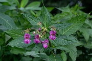 David Plant Photography - Wildlife Photography - Himalayan balsam - A