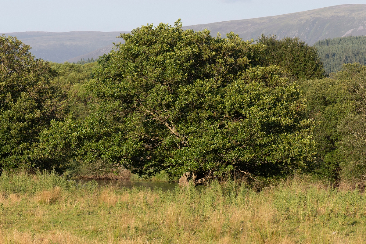 David Plant Photography - Wildlife Photography - Alder - D.JPG - Alder - Inverness-shire