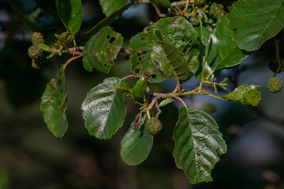 David Plant Photography - Wildlife Photography - Alder - E.JPG - Alder - Inverness-shire