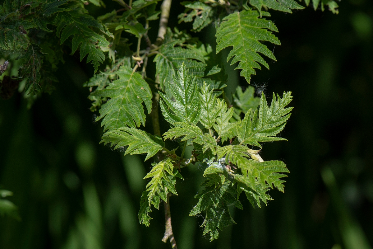 David Plant Photography - Wildlife Photography - Cut-leaved alder - A.JPG - Cut-leaved alder - Oxfordshire