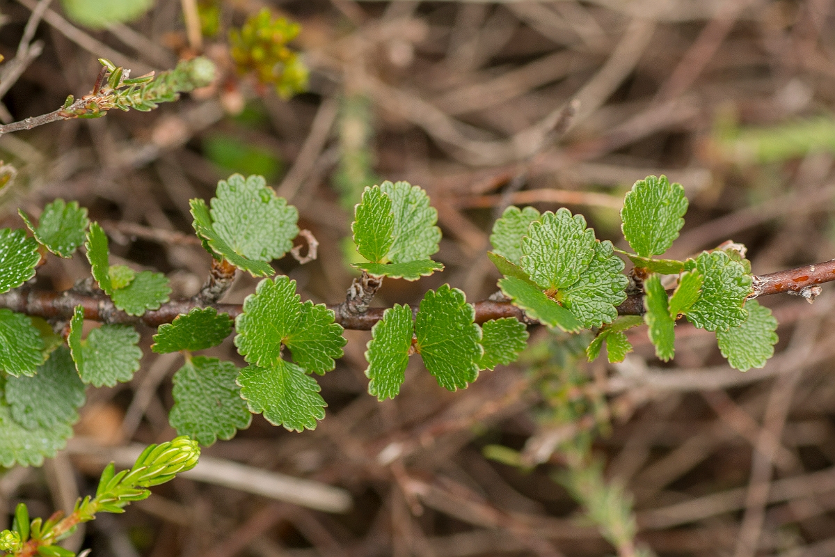 David Plant Photography - Wildlife Photography - Dwarf birch - A.jpg - Dwarf birch - County Durham