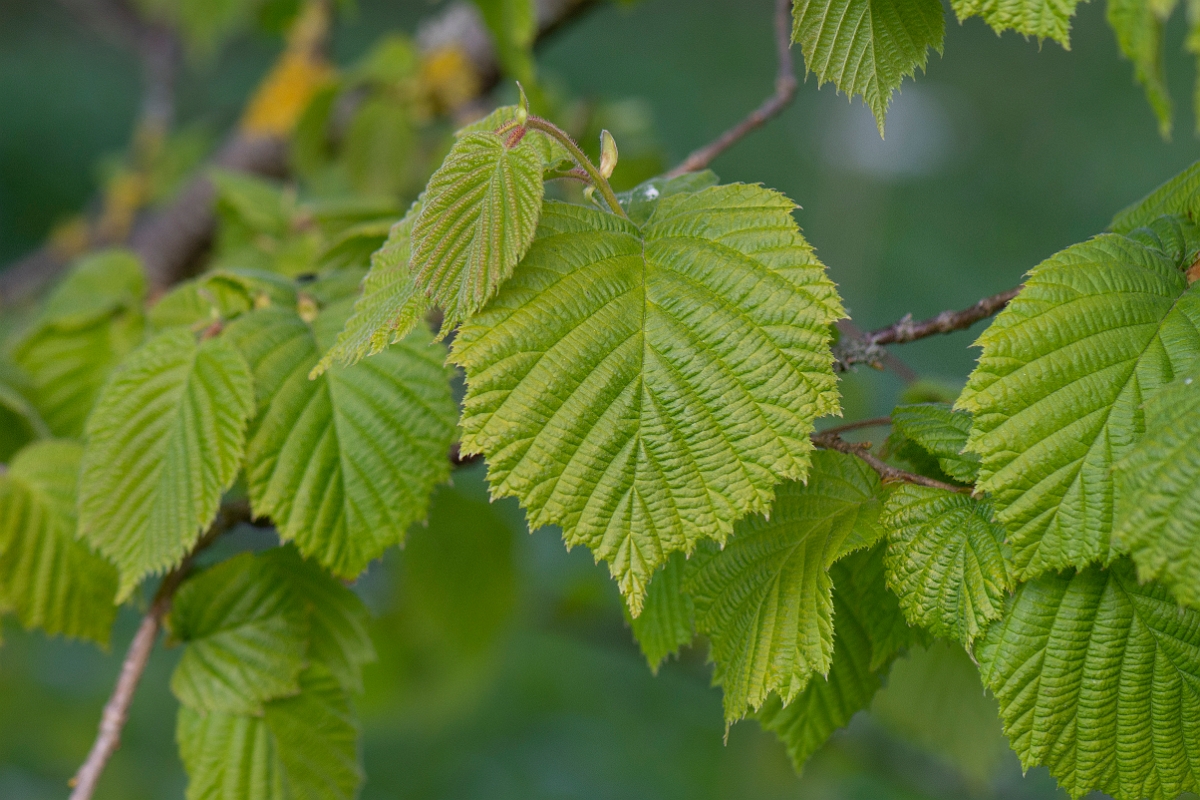 David Plant Photography - Wildlife Photography - Hazel - A.JPG - Hazel - Gloucestershire