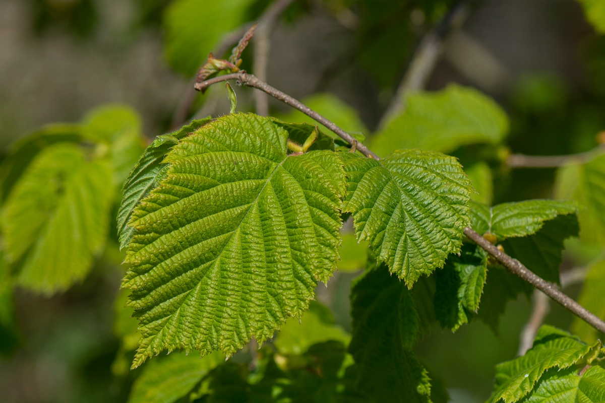 David Plant Photography - Wildlife Photography - Hazel - B.JPG - Hazel - Gloucestershire
