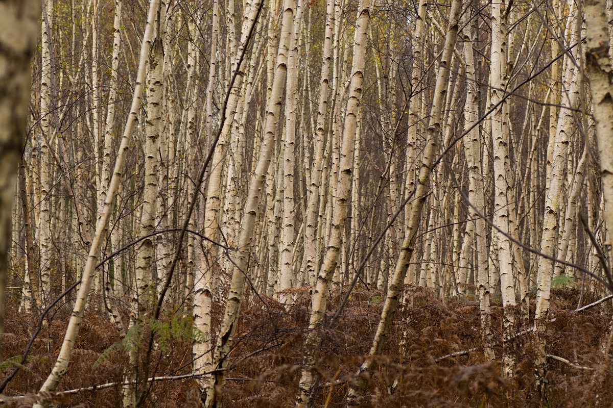 David Plant Photography - Wildlife Photography - Silver birch - A.jpg - Silver birch - Cambridgeshire