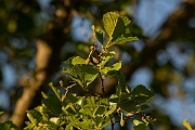 David Plant Photography - Wildlife Photography - Alder - C