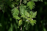 David Plant Photography - Wildlife Photography - Cut-leaved alder - A