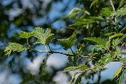 David Plant Photography - Wildlife Photography - Cut-leaved alder - B