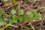 David Plant Photography - Wildlife Photography - Dwarf birch - A