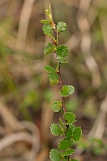 David Plant Photography - Wildlife Photography - Dwarf birch - B