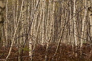 David Plant Photography - Wildlife Photography - Silver birch - A