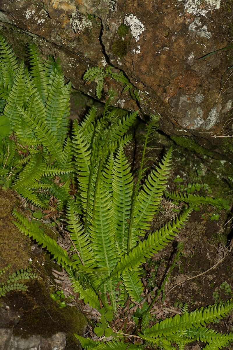 David Plant Photography - Wildlife Photography - Hard fern - B.jpg - Hard fern - County Durham