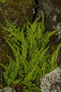David Plant Photography - Wildlife Photography - Hard fern - A