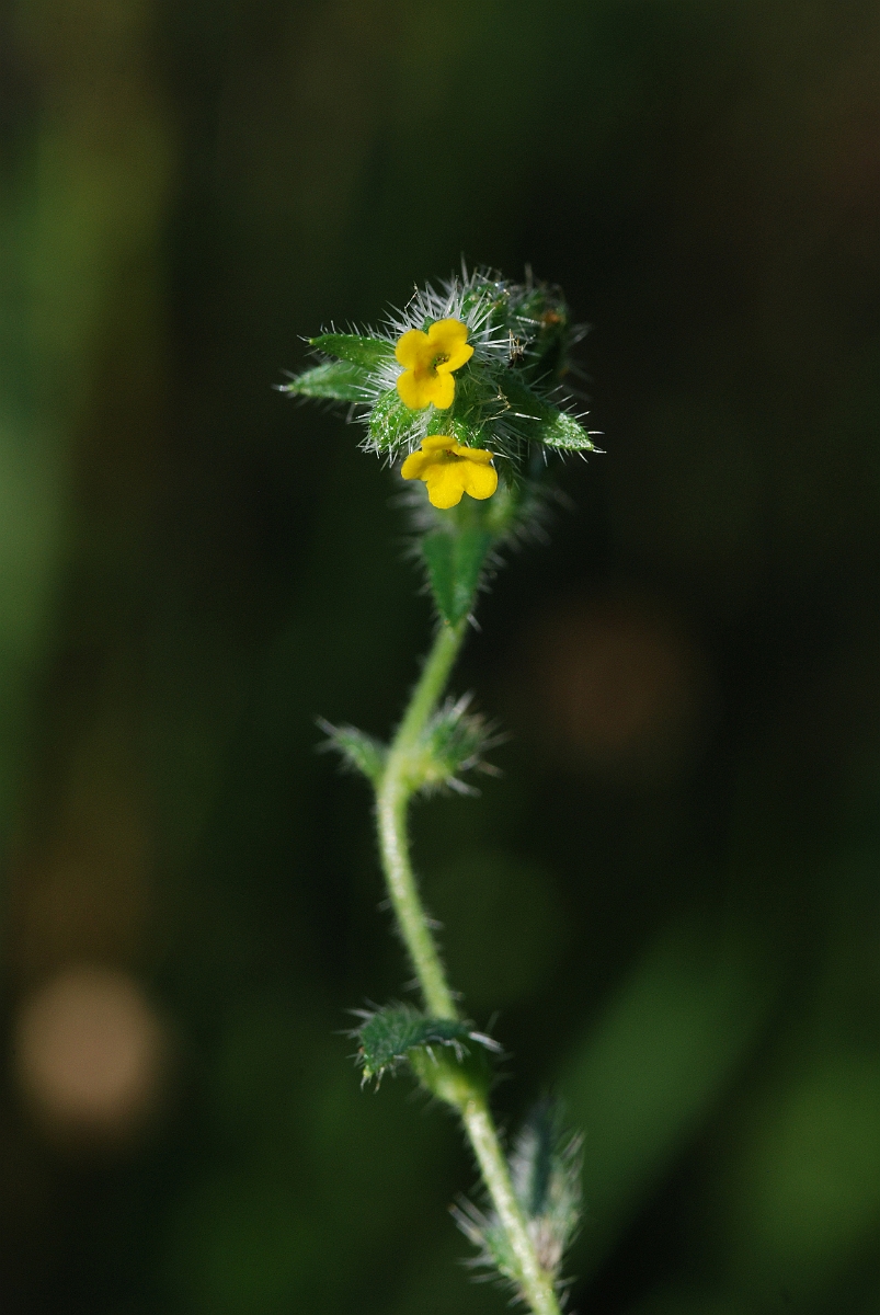 David Plant Photography - Wildlife Photographer - Fiddleneck - B.JPG - Fiddleneck - Cotswolds