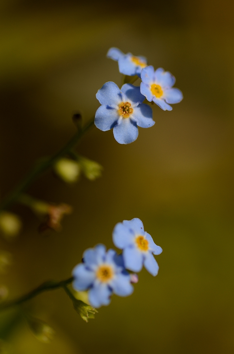 David Plant Photography - Wildlife Photographer - Water forgetmenot - B.jpg - Water forgetmenot - Cotswolds