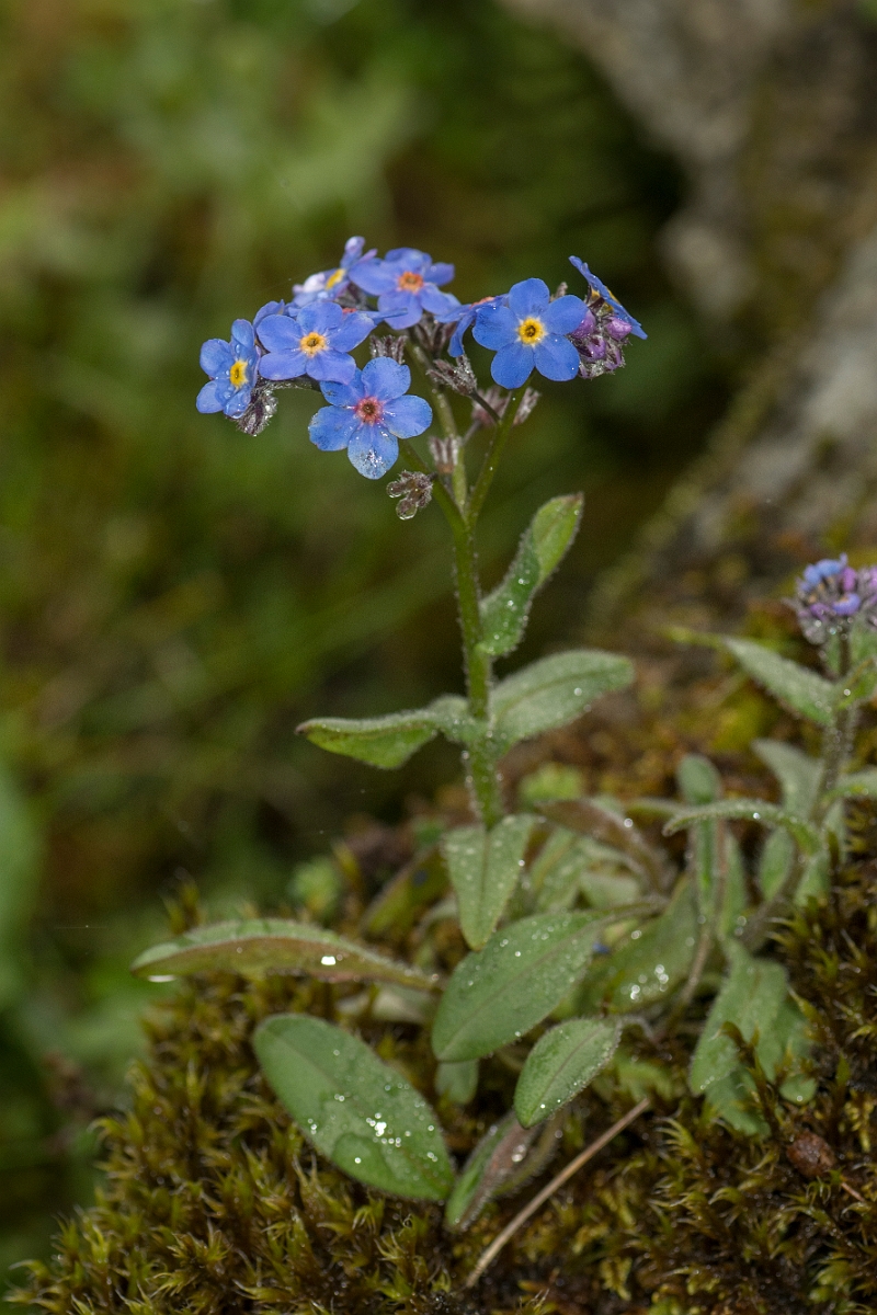 David Plant Photography - Wildlife Photography - Alpine forgetmenot - A.jpg - Alpine forgetmenot - Perthshire