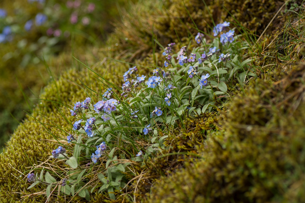 David Plant Photography - Wildlife Photography - Alpine forgetmenot - C.jpg - Alpine forgetmenot - Perthshire