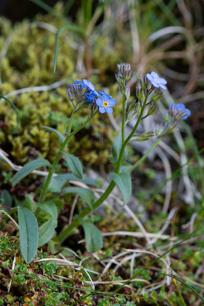 David Plant Photography - Wildlife Photography - Alpine forgetmenot - F.JPG - Alpine forgetmenot - Perthshire