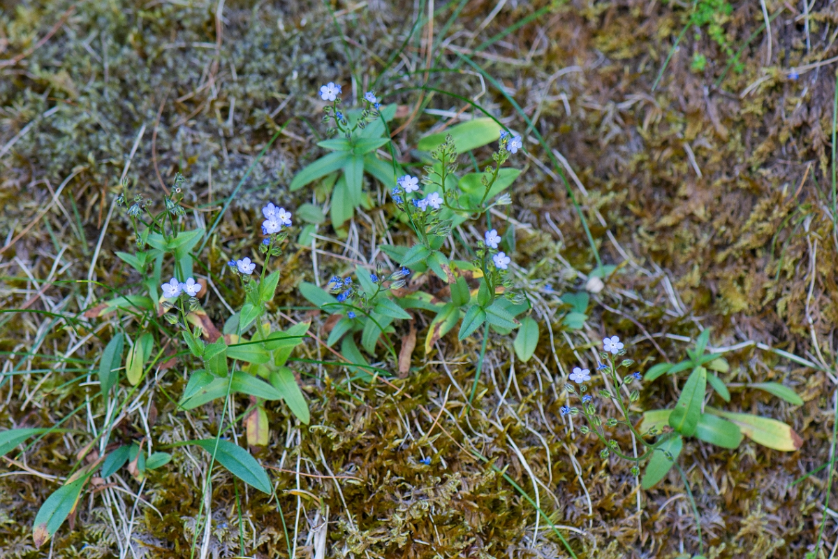 David Plant Photography - Wildlife Photography - Alpine forgetmenot - G.JPG - Alpine forgetmenot - Perthshire
