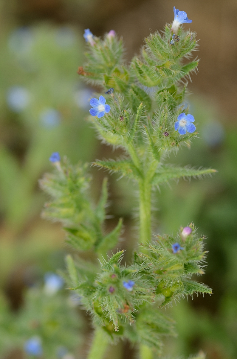 David Plant Photography - Wildlife Photography - Bugloss - A.jpg - Bugloss - Suffolk