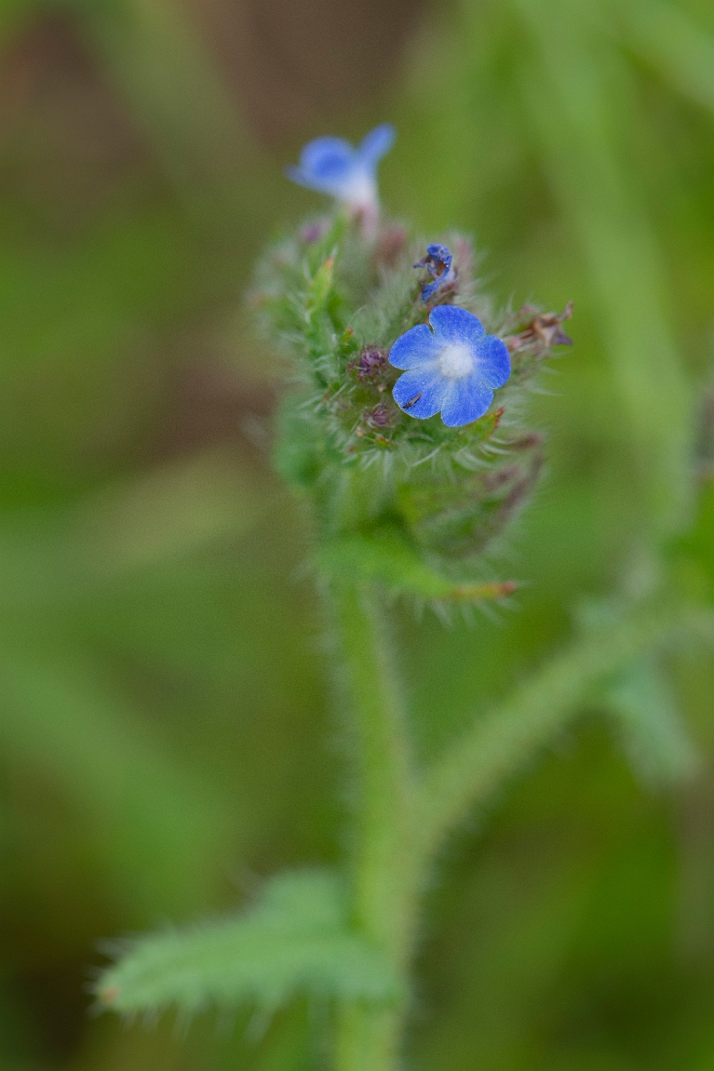 David Plant Photography - Wildlife Photography - Bugloss - C.JPG - Bugloss - Suffolk