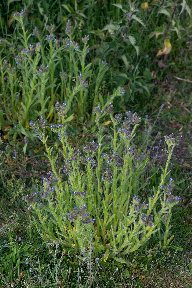 David Plant Photography - Wildlife Photography - Bugloss - E.jpg - Bugloss - Suffolk