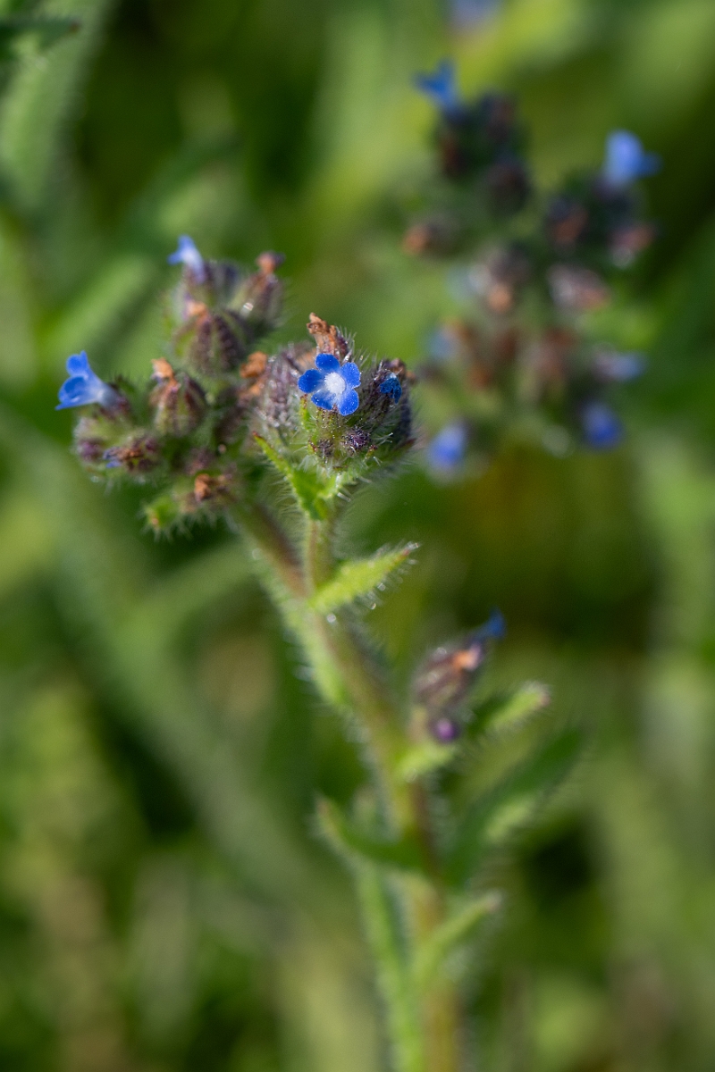 David Plant Photography - Wildlife Photography - Bugloss - H.jpg - Bugloss - Suffolk