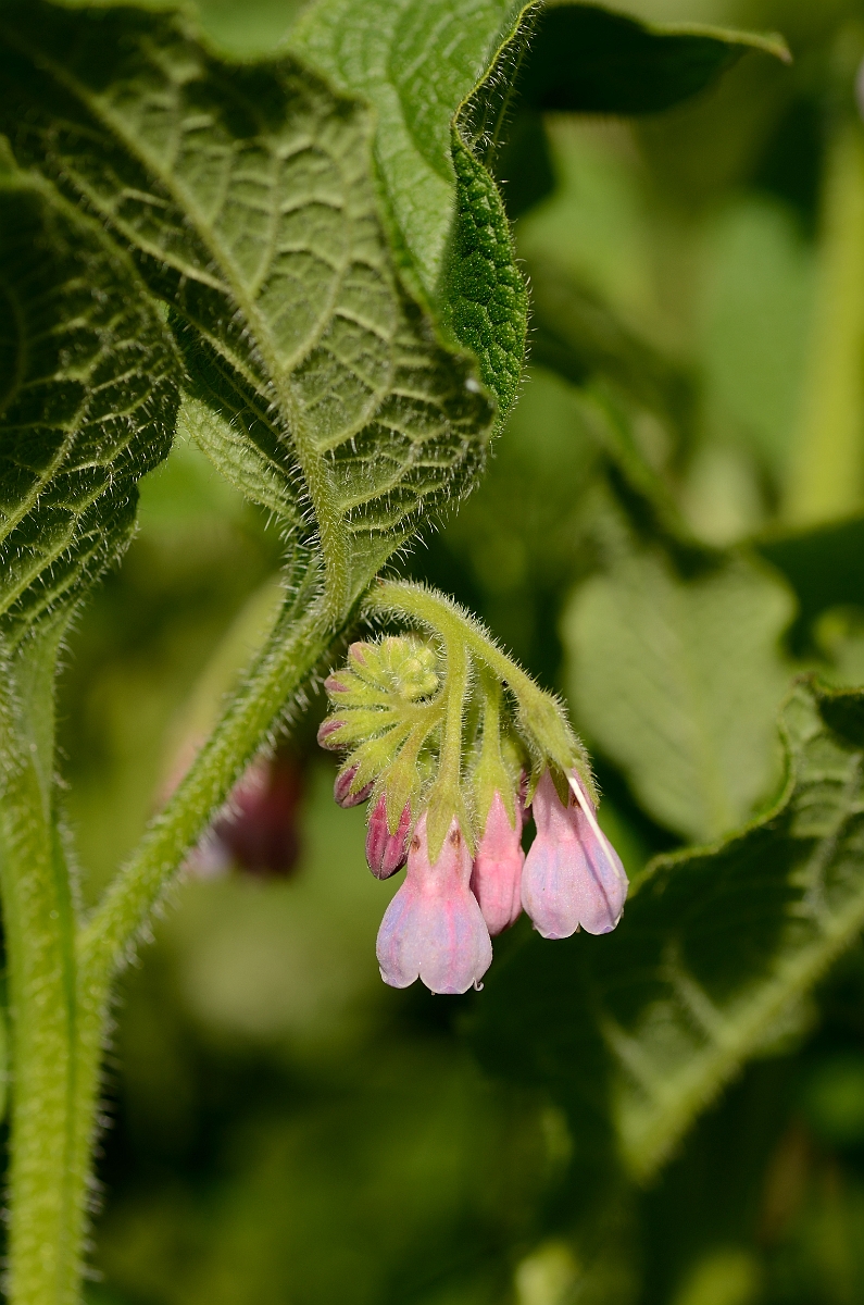 David Plant Photography - Wildlife Photography - Common comfrey - A.jpg - Common comfrey - Suffolk