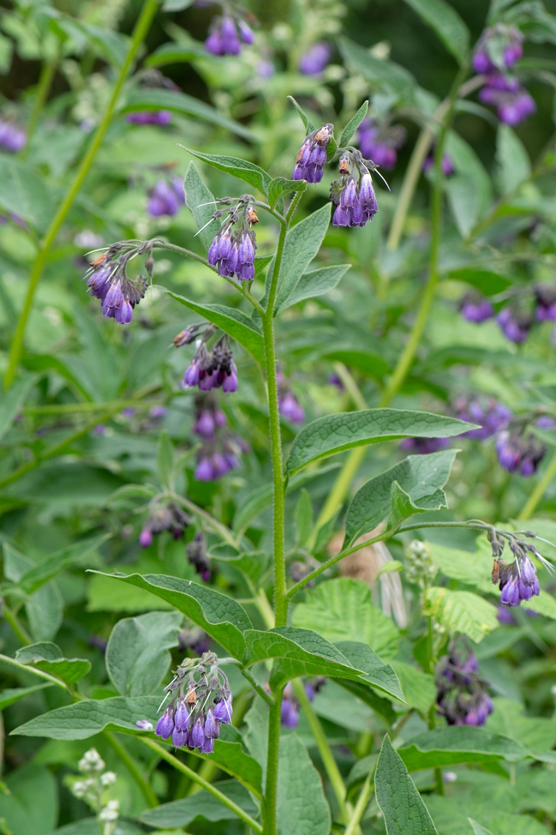 David Plant Photography - Wildlife Photography - Common comfrey - E.JPG - Common comfrey - Cambridgeshire