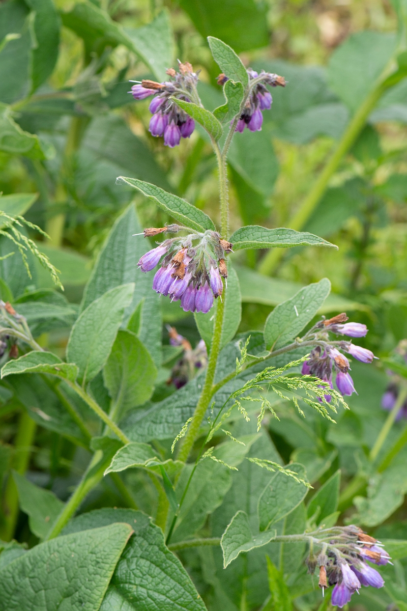 David Plant Photography - Wildlife Photography - Common comfrey - F.JPG - Common comfrey - Cambridgeshire
