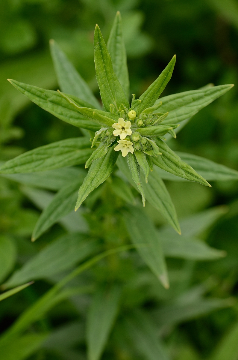 David Plant Photography - Wildlife Photography - Common gromwell - A.jpg - Common gromwell - Kent