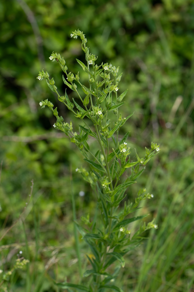 David Plant Photography - Wildlife Photography - Common gromwell - D.jpg - Common gromwell - Kent