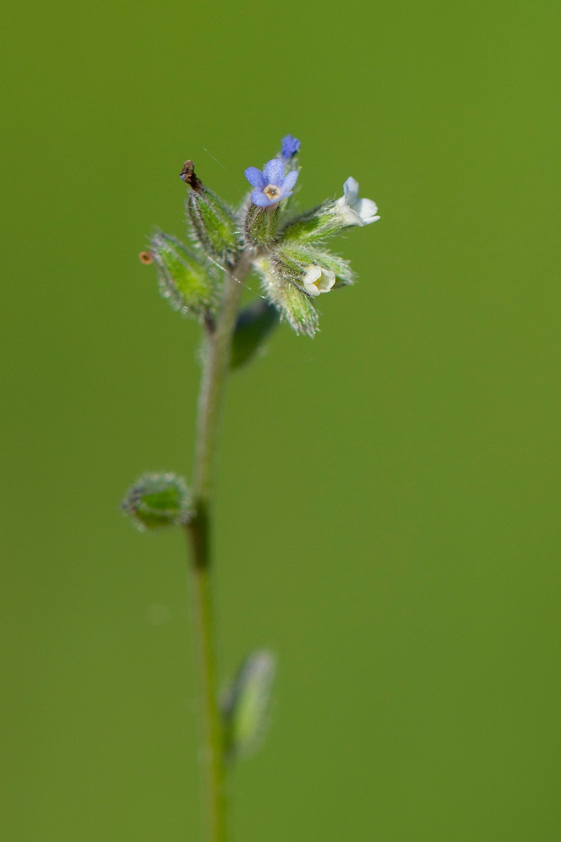 David Plant Photography - Wildlife Photography - Creeping forgetmenot - C.JPG - Creeping forgetmenot - Cambridgeshire