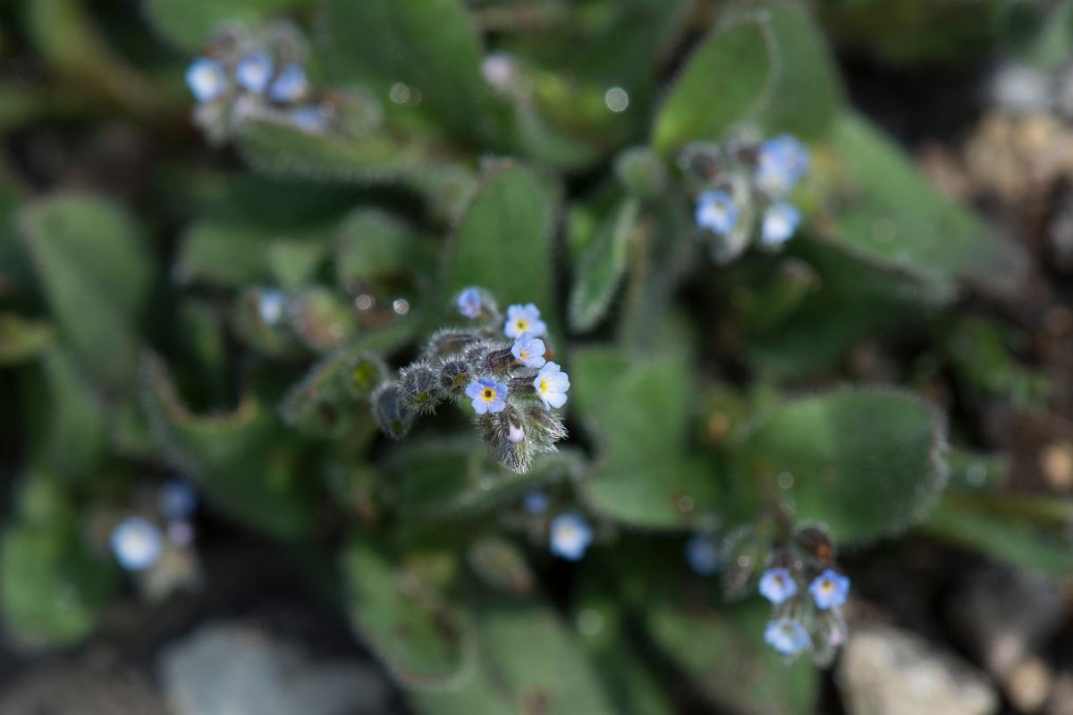 David Plant Photography - Wildlife Photography - Early forgetmenot - A.jpg - Early forgetmenot - Kent