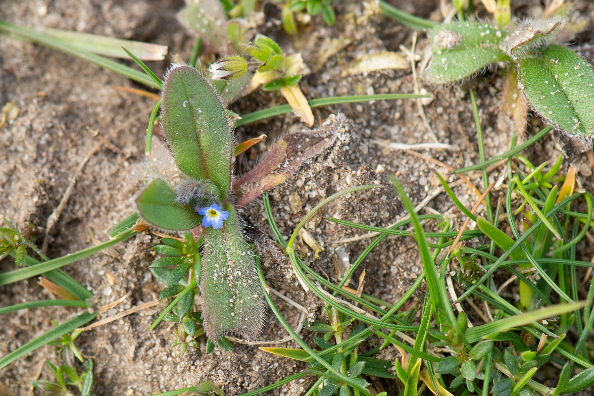 David Plant Photography - Wildlife Photography - Early forgetmenot - D.jpg - Early forgetmenot - Norfolk