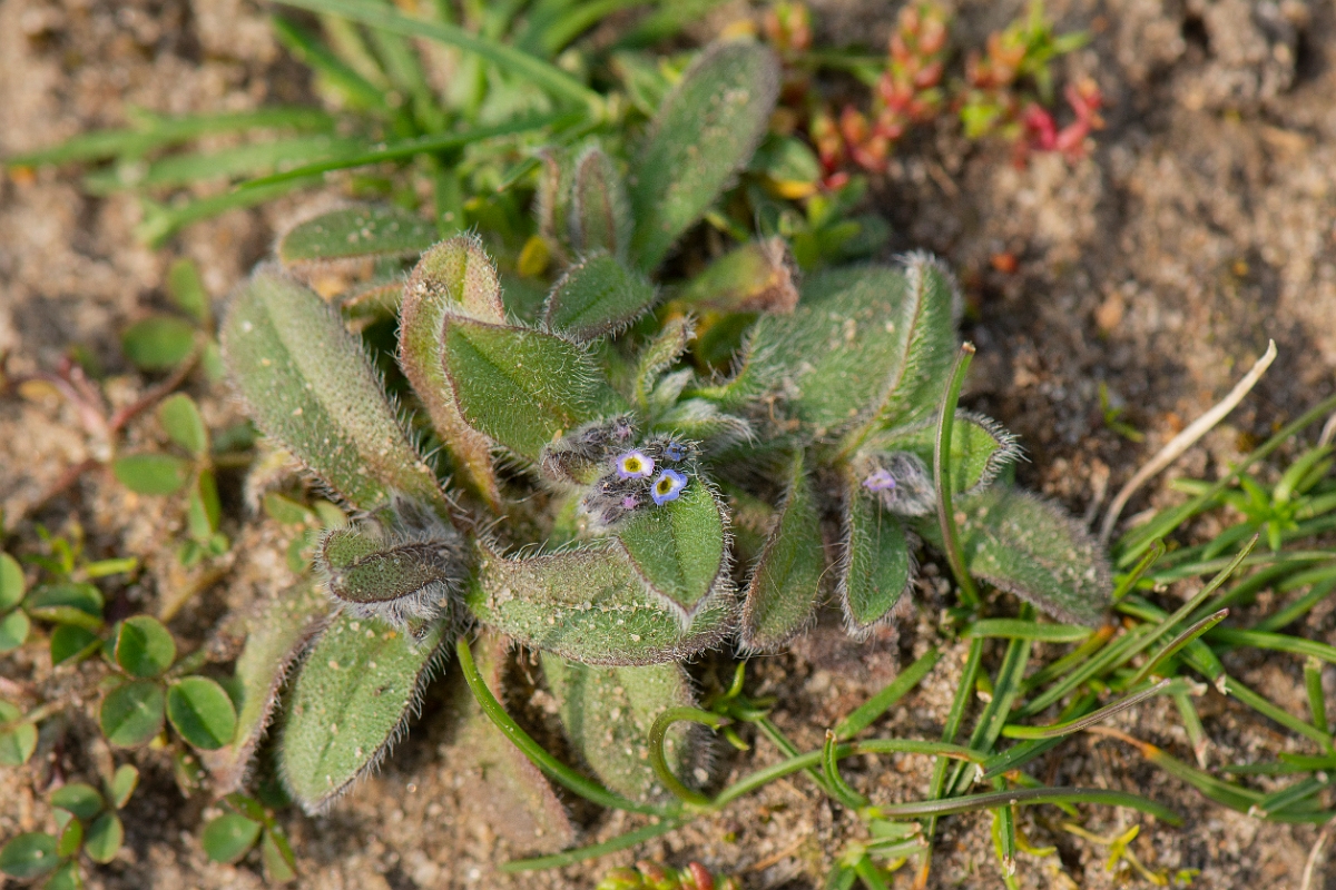 David Plant Photography - Wildlife Photography - Early forgetmenot - E.jpg - Early forgetmenot - Norfolk