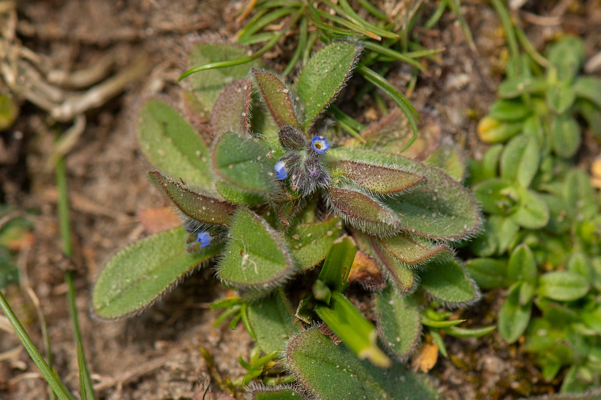 David Plant Photography - Wildlife Photography - Early forgetmenot - F.jpg - Early forgetmenot - Norfolk