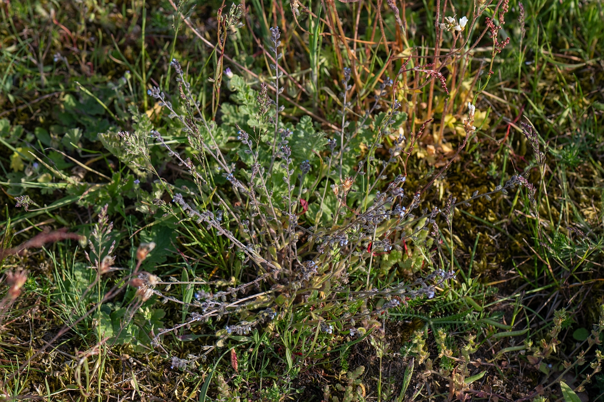 David Plant Photography - Wildlife Photography - Early forgetmenot - H.jpg - Early forgetmenot - Suffolk