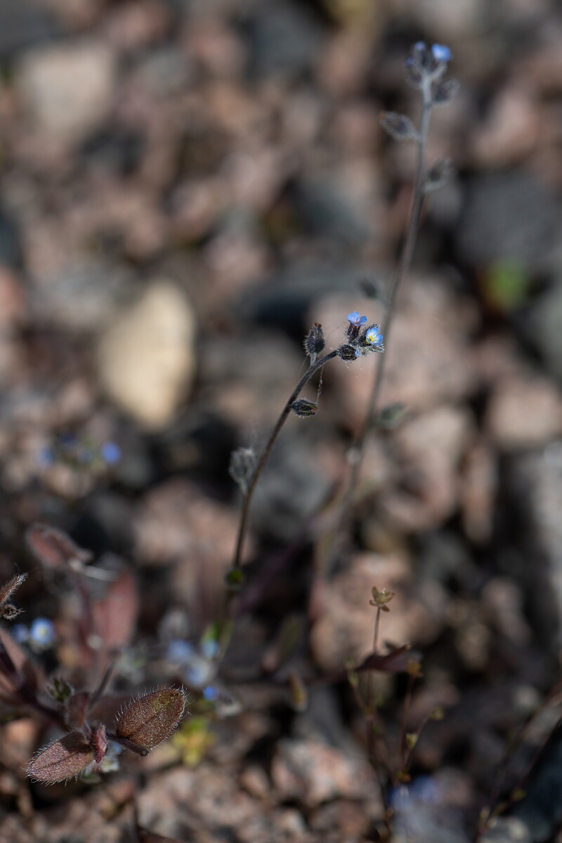 David Plant Photography - Wildlife Photography - Early forgetmenot - J.jpg - Early forgetmenot - Cambridgeshire