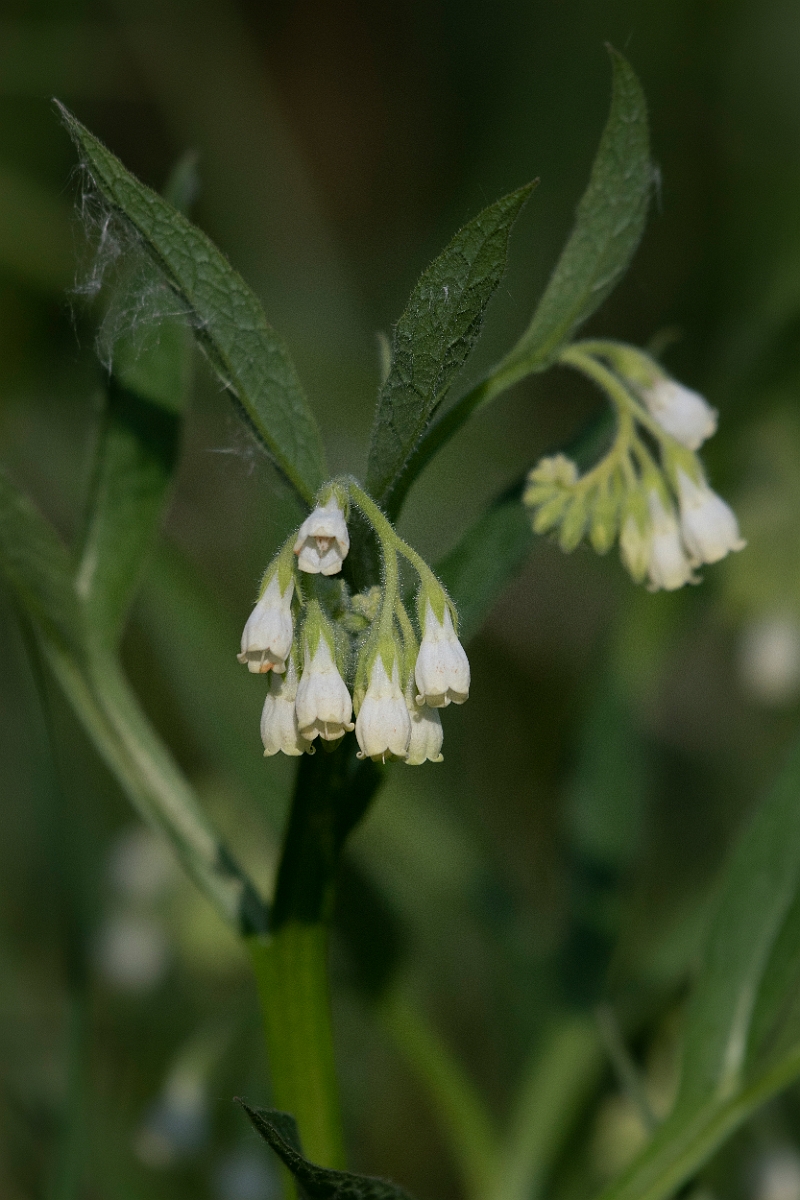 David Plant Photography - Wildlife Photography - Fen comfrey - C.JPG - Fen comfrey - Cambridgeshire