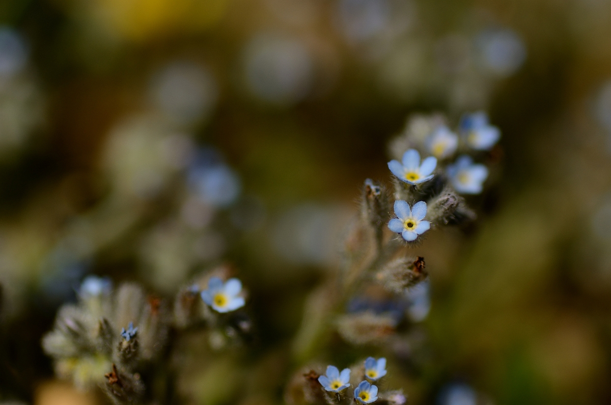 David Plant Photography - Wildlife Photography - Field forgetmenot - A.jpg - Field forgetmenot plants - Bedfordshire