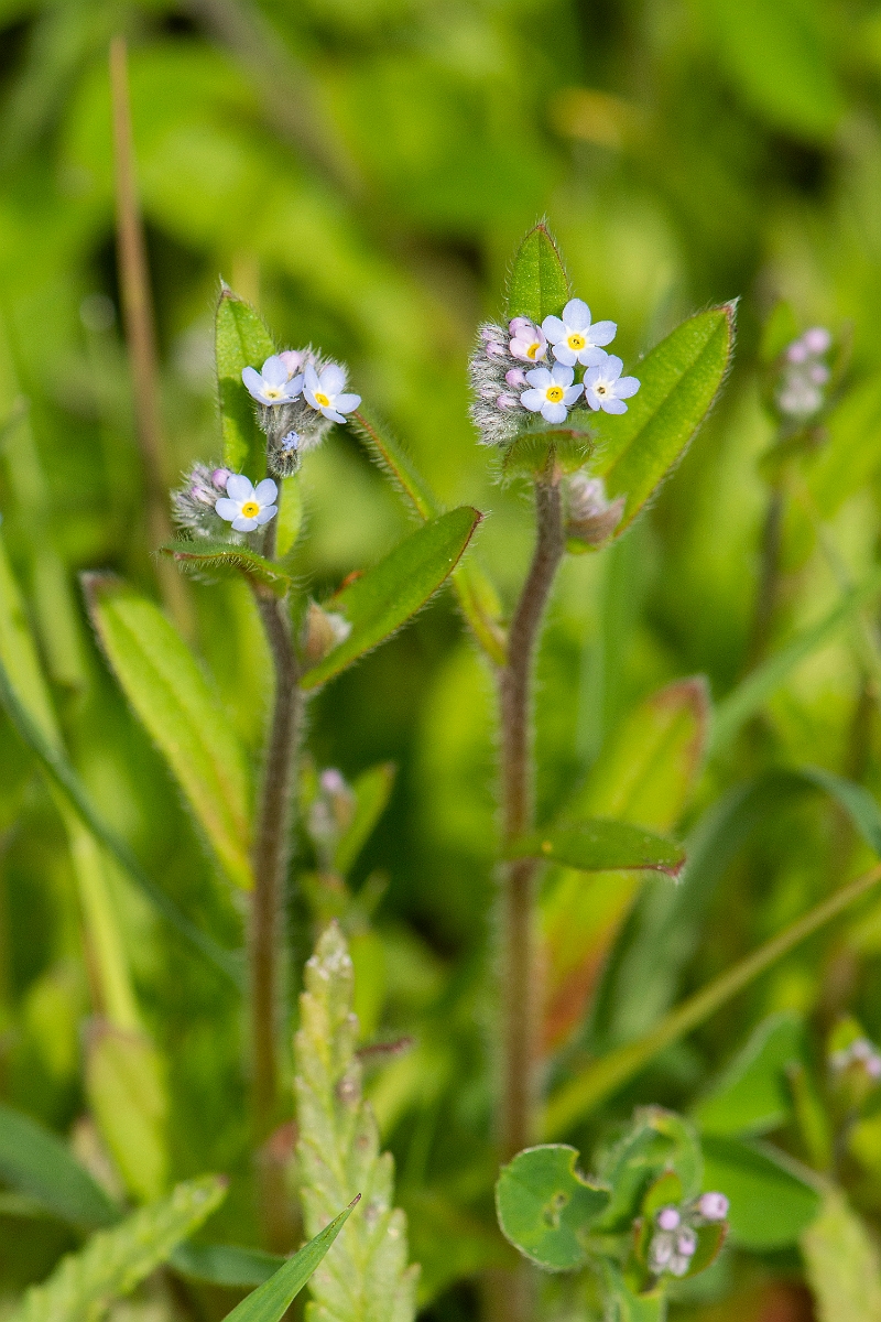 David Plant Photography - Wildlife Photography - Field forgetmenot - B.JPG - Field forgetmenot - Cambridgeshire