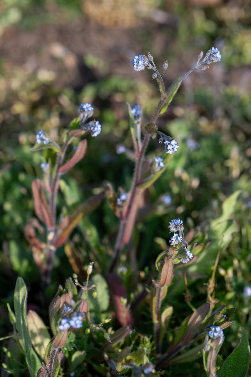 David Plant Photography - Wildlife Photography - Field forgetmenot - C.jpg - Field forgetmenot - Suffolk